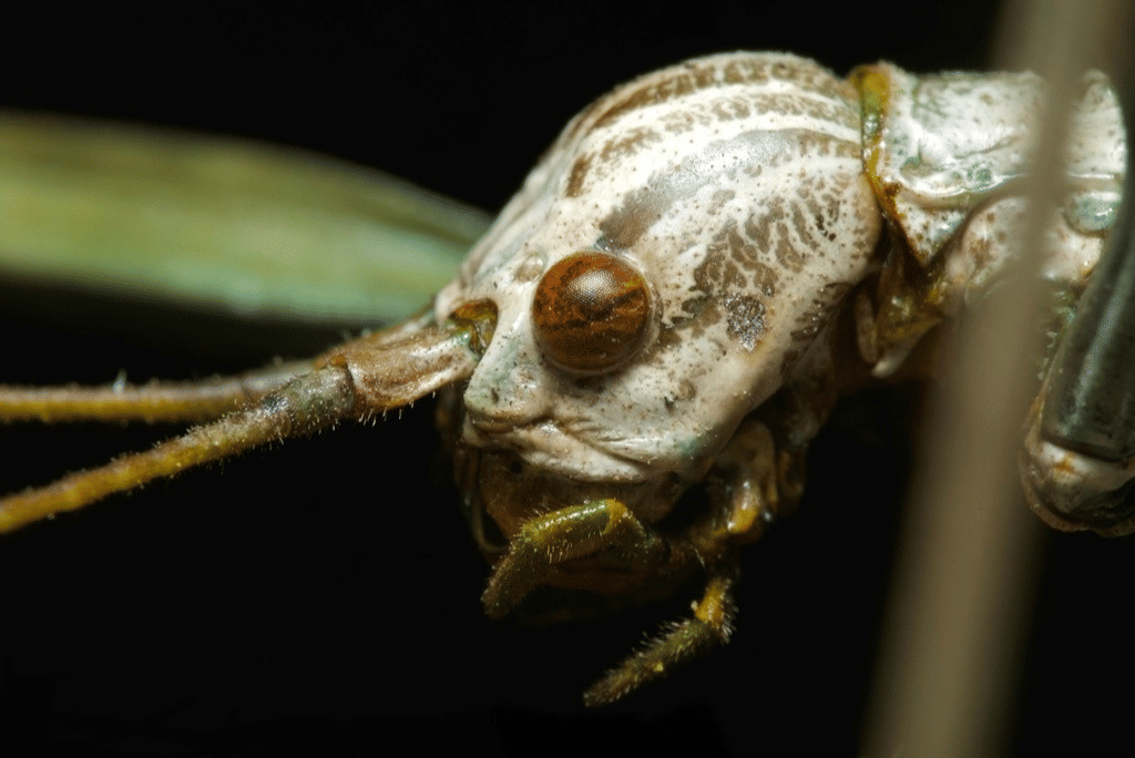 serangga kayu raksasa