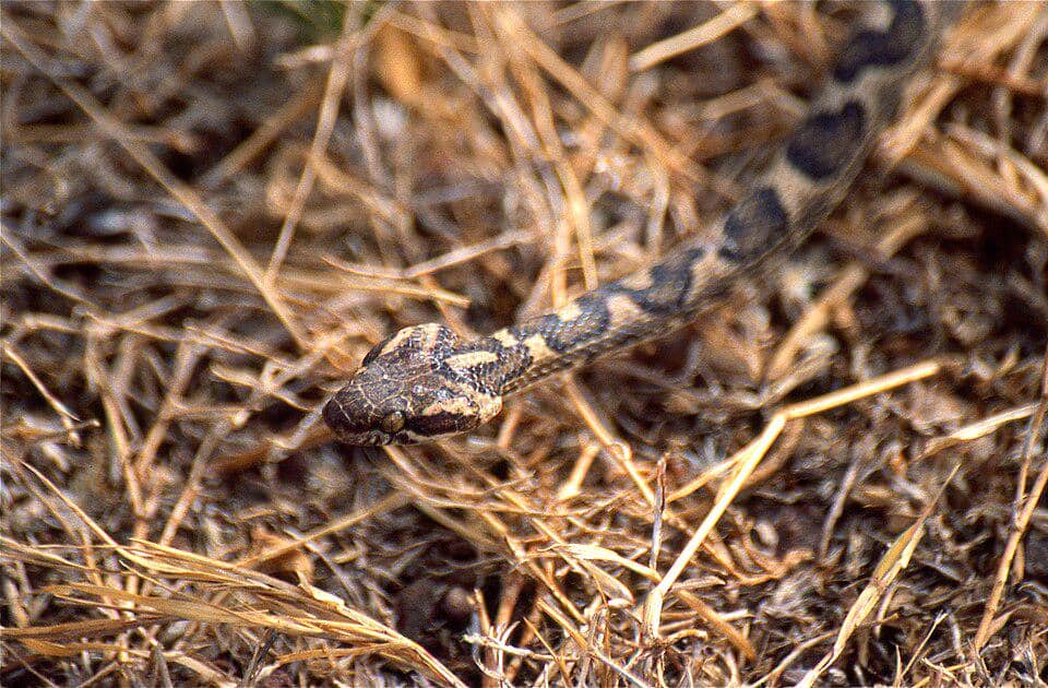 kamuflase sempurna dari ular mata kucing bergaris