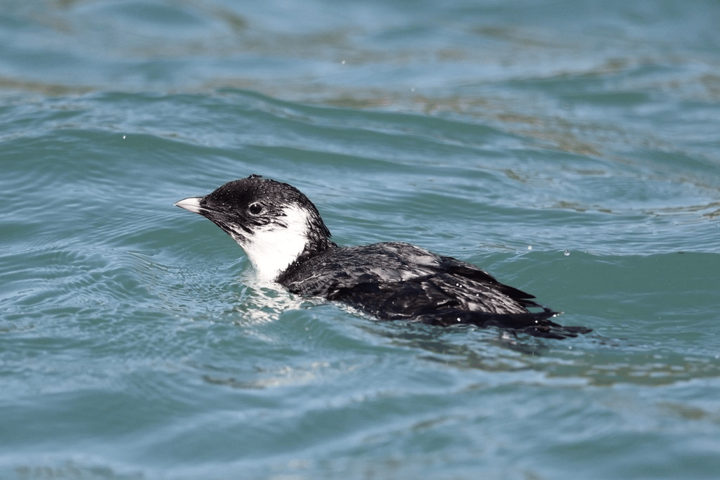 murrelet kuno