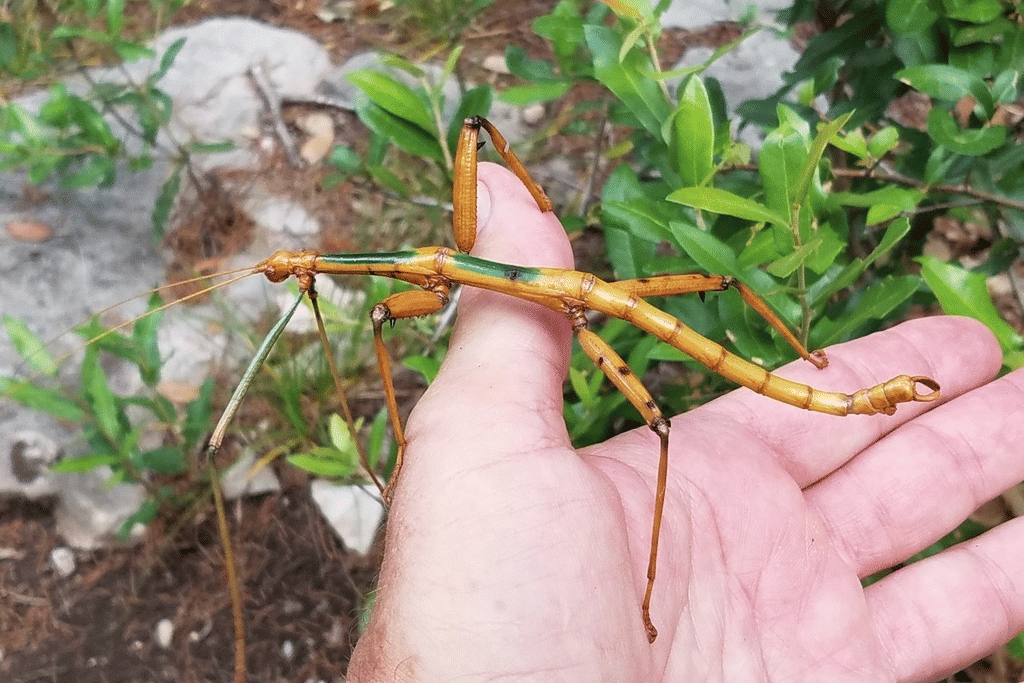 serangga kayu raksasa