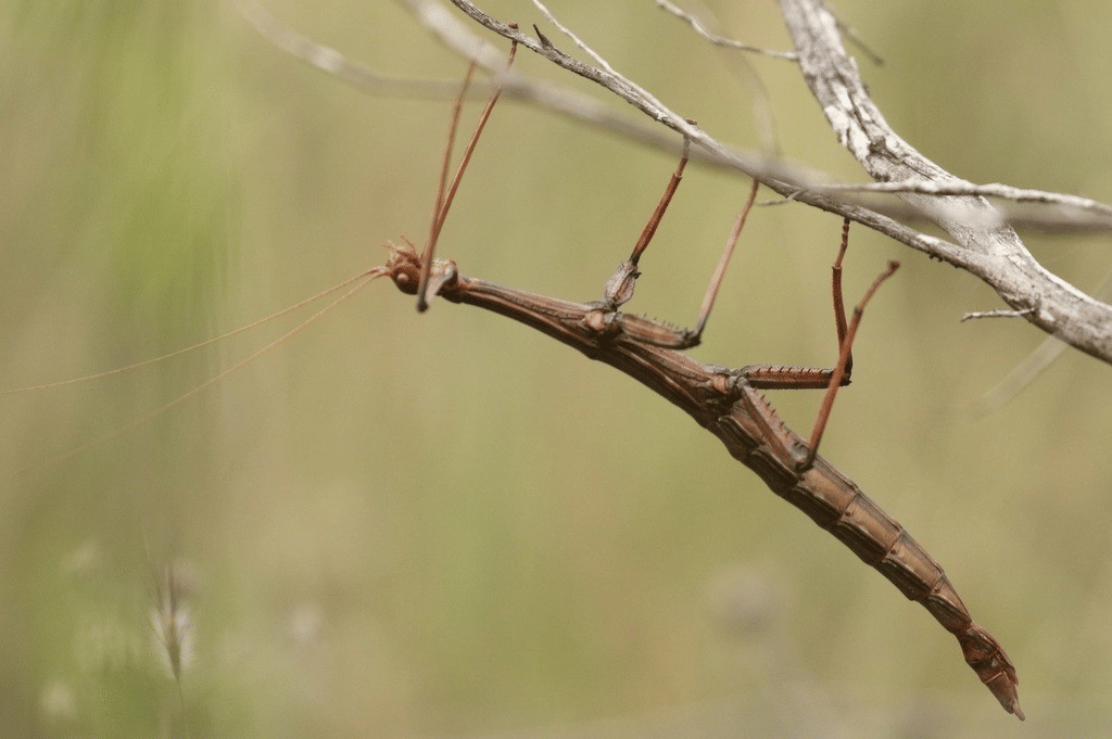 serangga kayu raksasa
