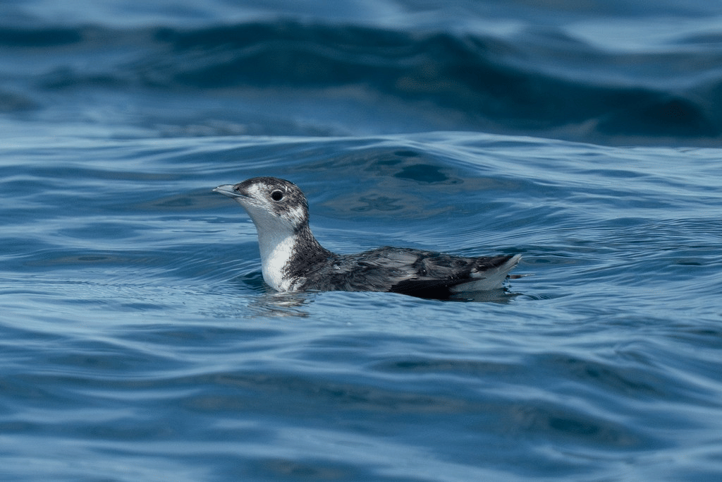 murrelet jepang