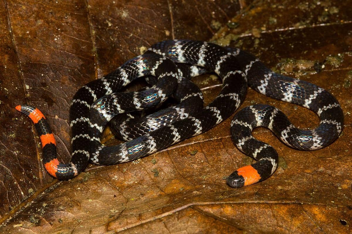 ular karang ekor merah