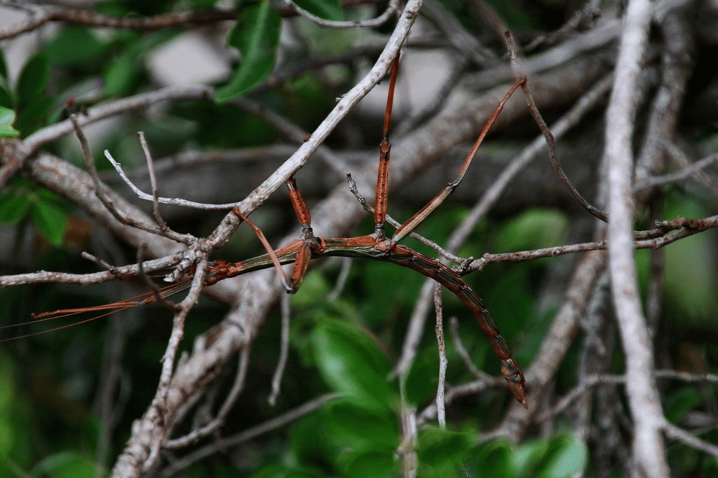 serangga kayu raksasa