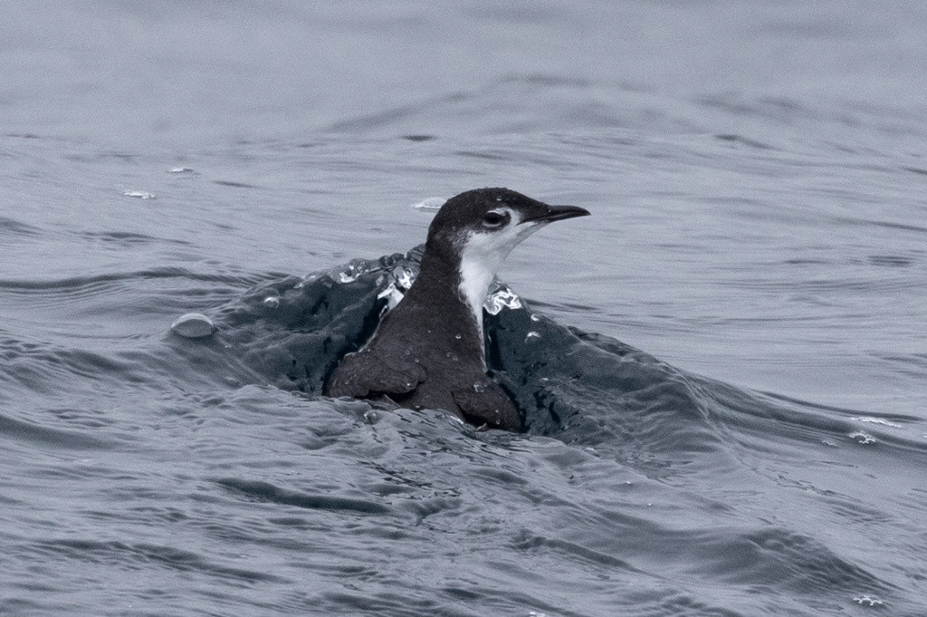 murrelet guadalupe