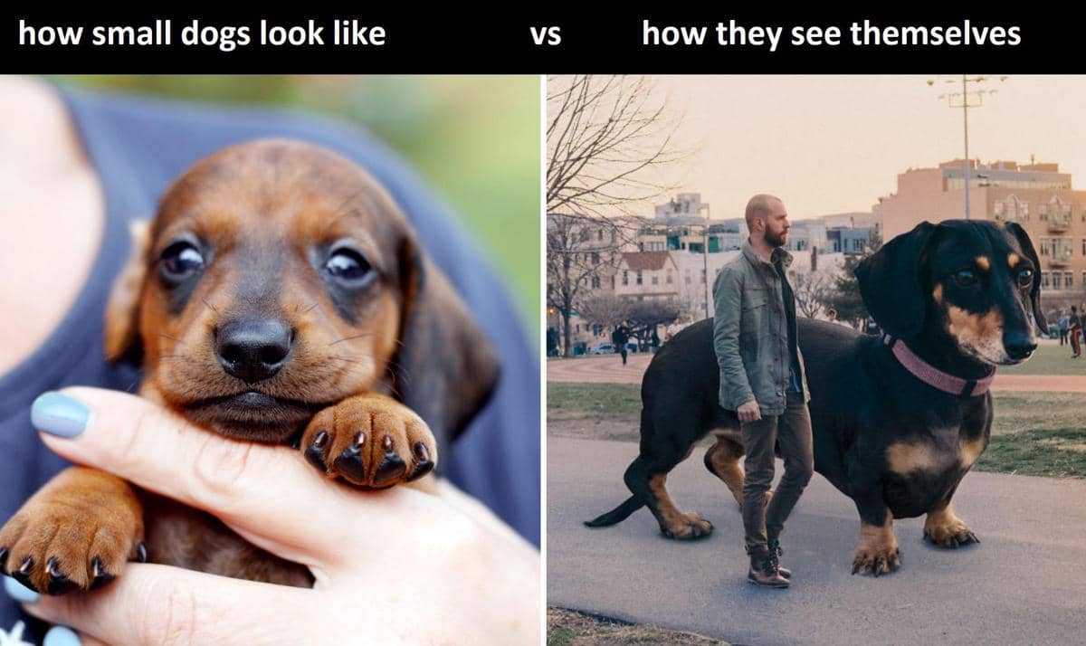 meme anjing kecil