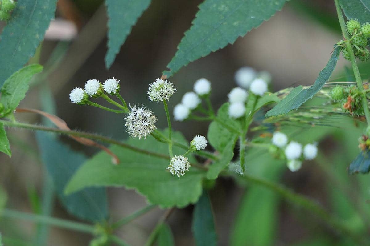 llustrasi tanaman bandotan.