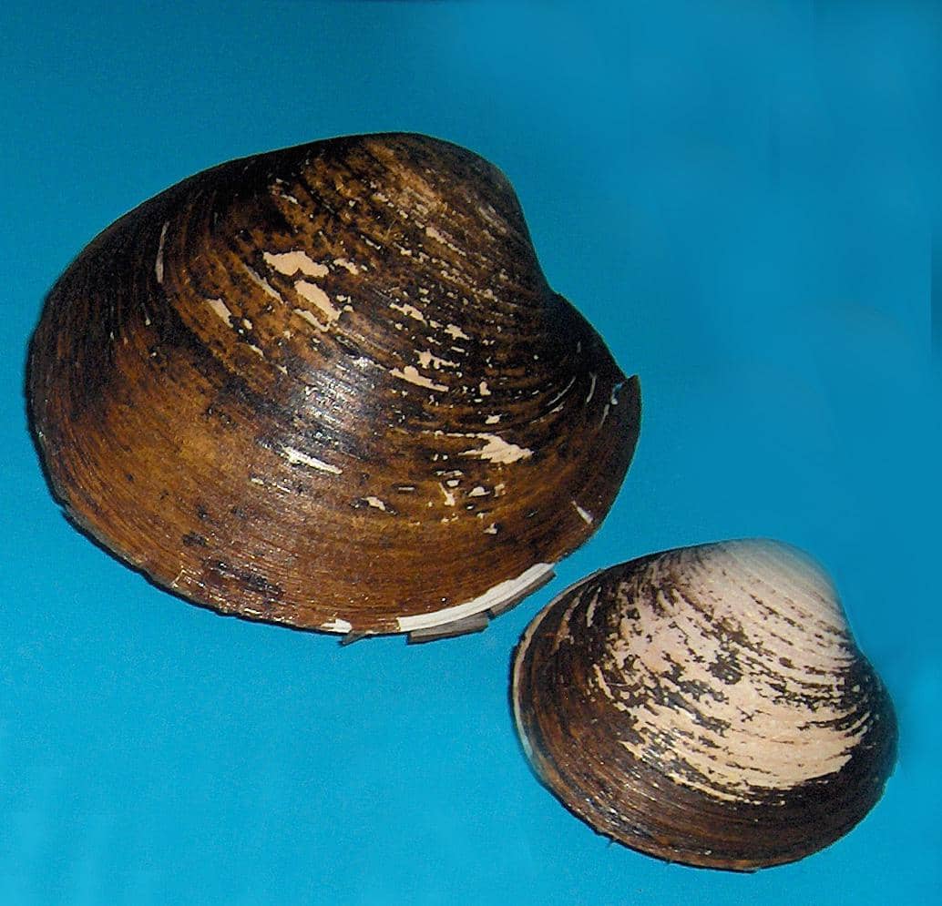 potret cangkang kerang islandia (commons.wikimedia.org/Georges Jansoone)