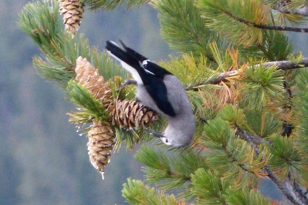 Tutuk geluk clark memanen kacang tusam.