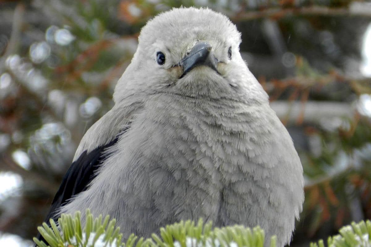 tampak dekat tutuk geluk Clark