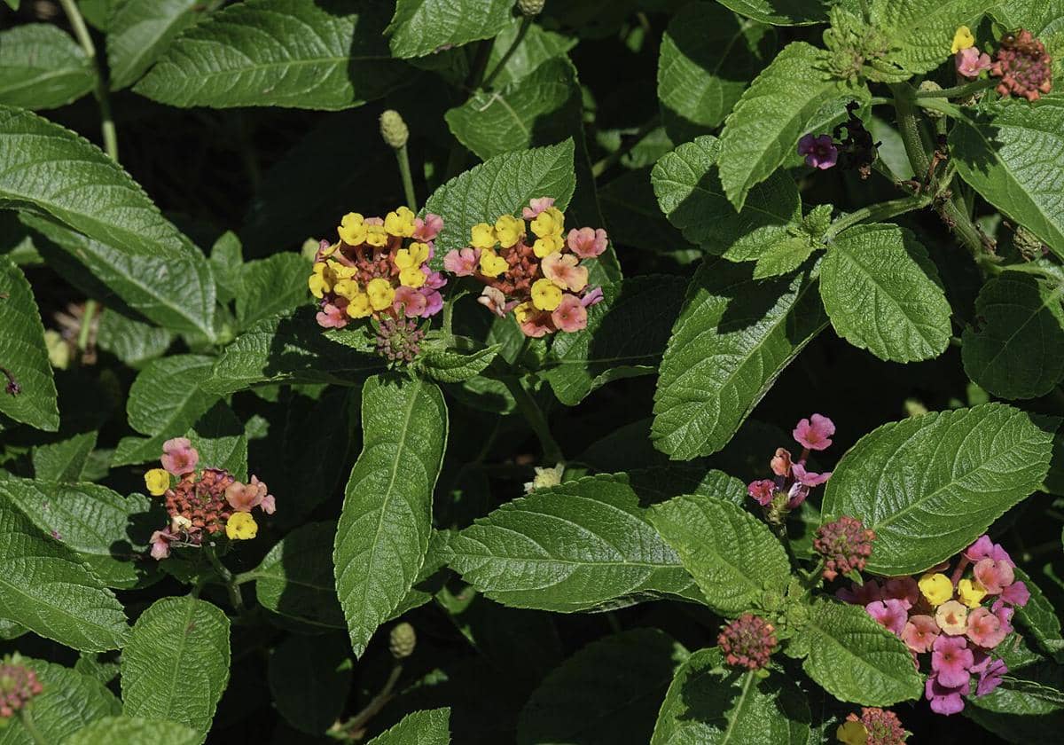 Ilustrasi tanaman tembelekan.