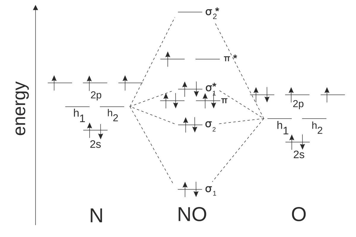 potret diagram orbital hibrida molekul nitric oxide (commons.wikimedia.org/Ptjackyll)