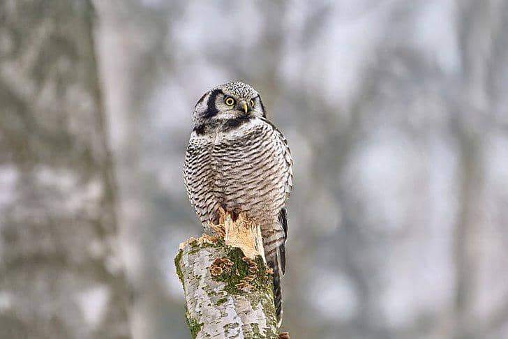 burung hantu elang utara bertengger