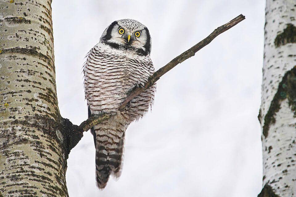burung hantu elang utara bertengger