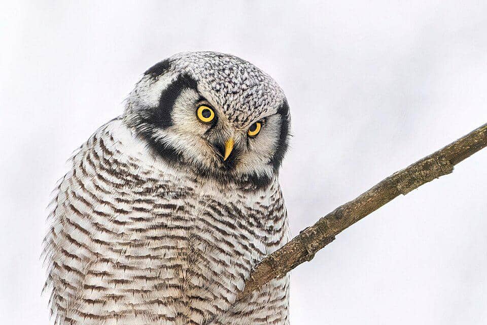 7 Fakta Burung Hantu Elang Utara, Lebih Mirip Elang?