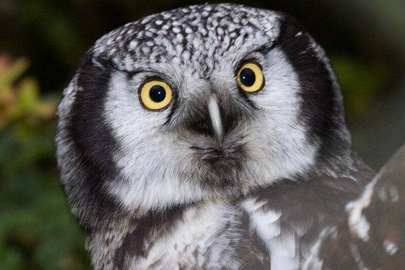 tampak dekat burung hantu elang utara