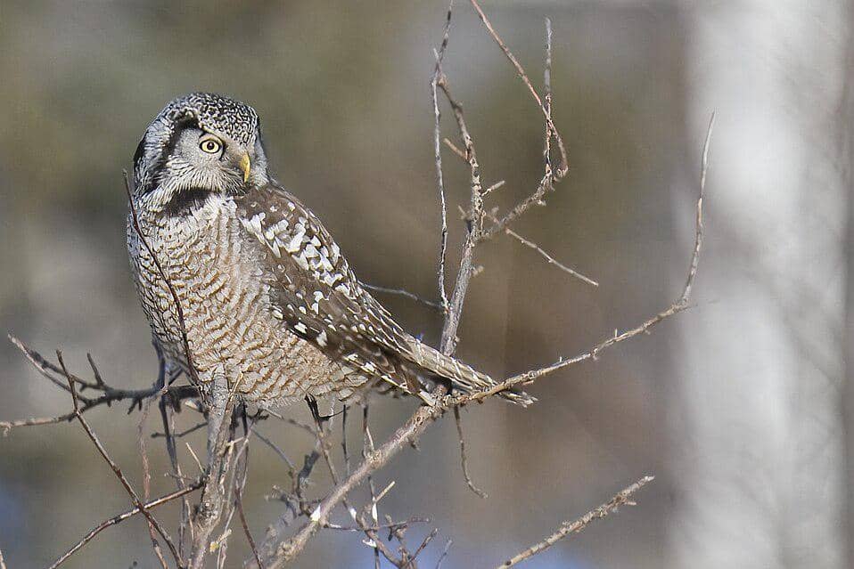 burung hantu elang utara bertengger
