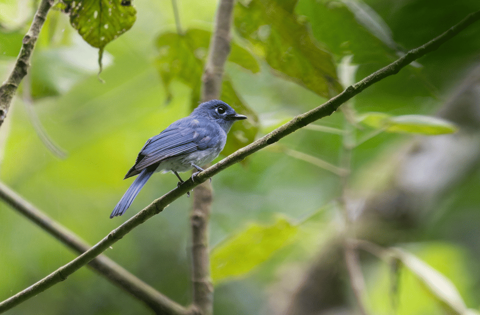 burung cerulean flycatcher