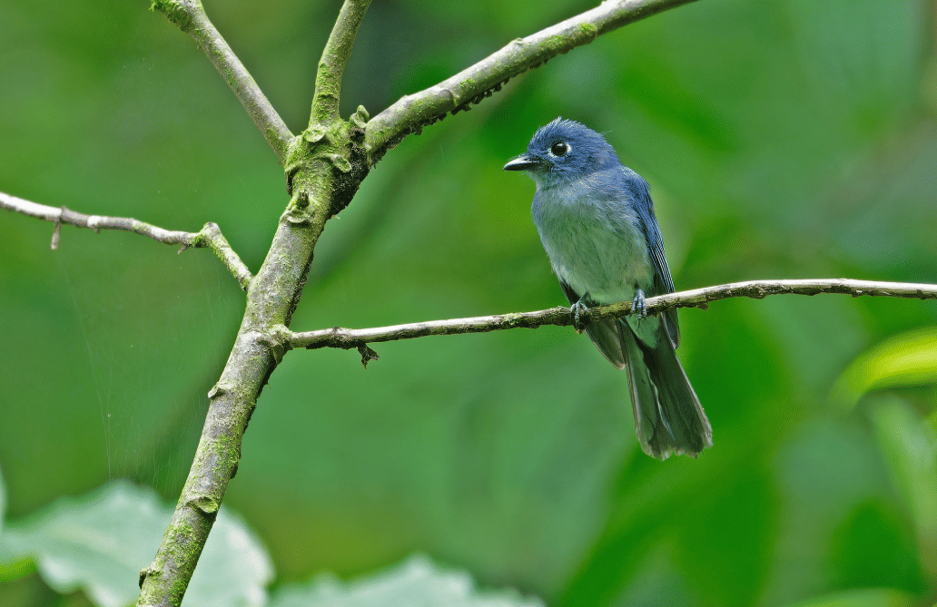 burung cerulean flycatcher