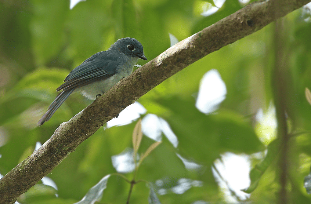 burung cerulean flycatcher