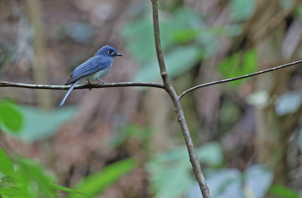 burung cerulean flycatcher
