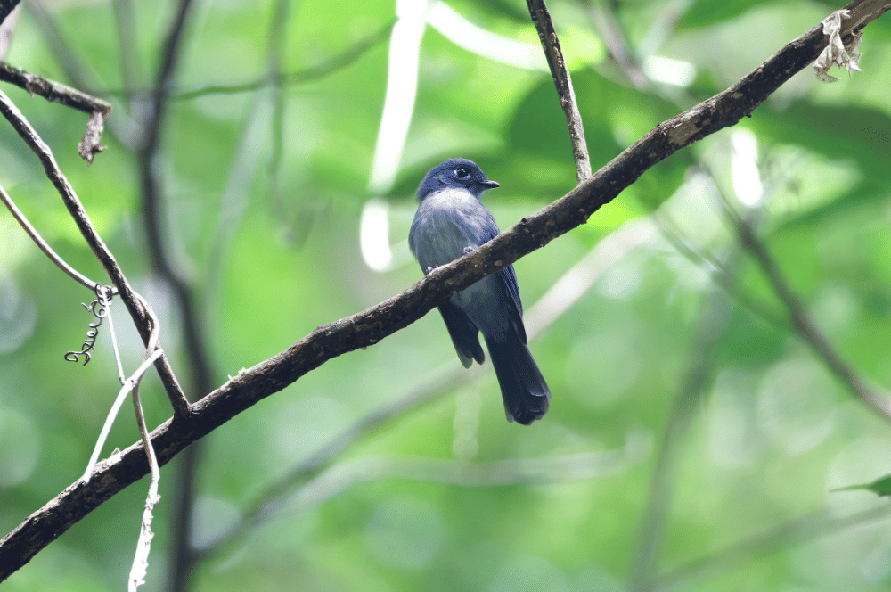 burung cerulean flycatcher