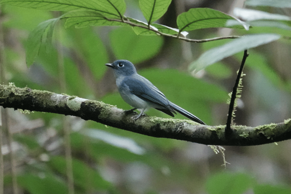 burung cerulean flycatcher