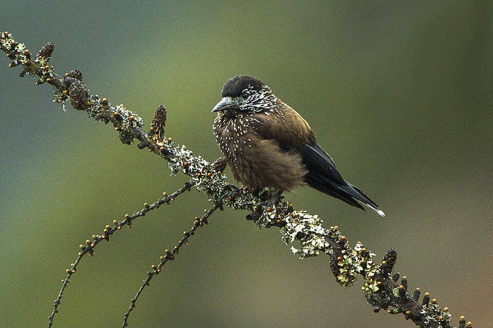 tutuk geluk himalaya bertengger