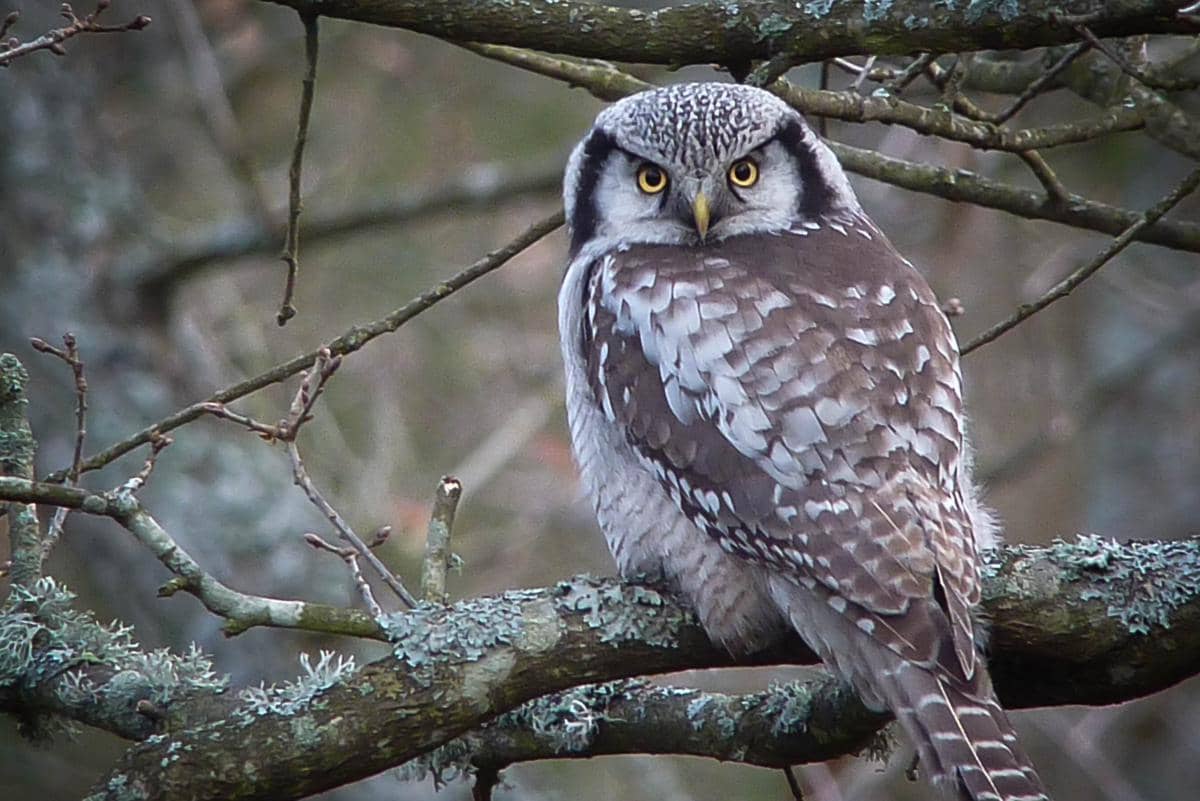 Burung hantu elang utara bertengger di dahan pohon.