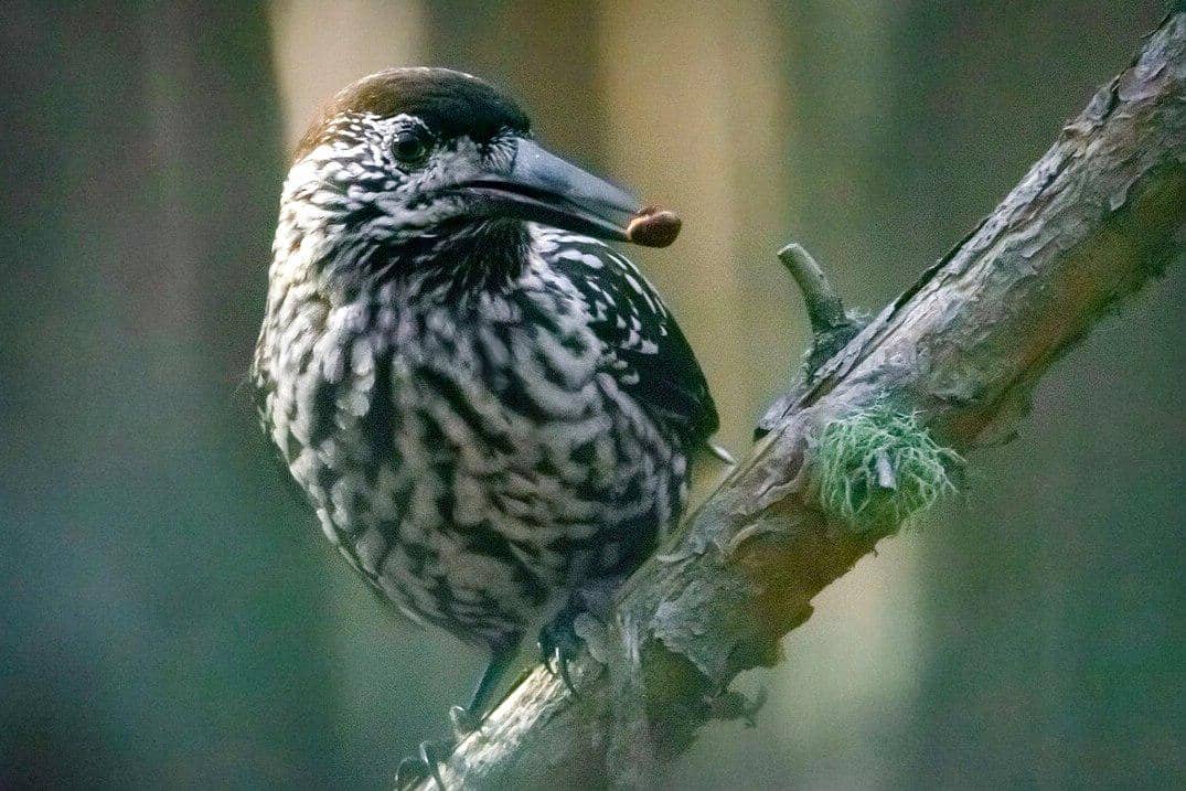 Tutuk geluk membawa kacang tusam di paruhnya.