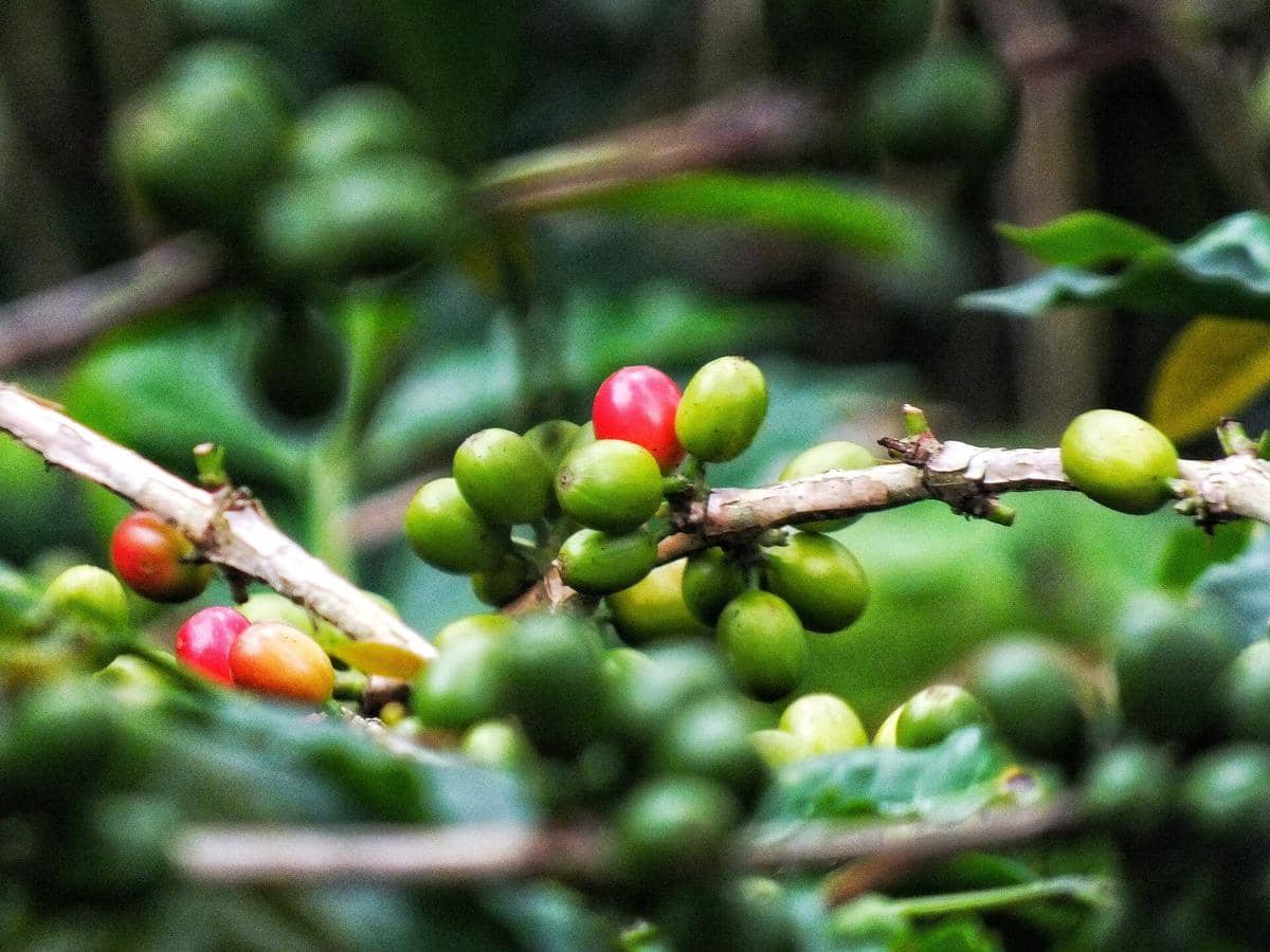 Potret tanaman kopi Gayo 