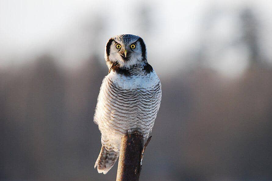 burung hantu elang utara bertengger