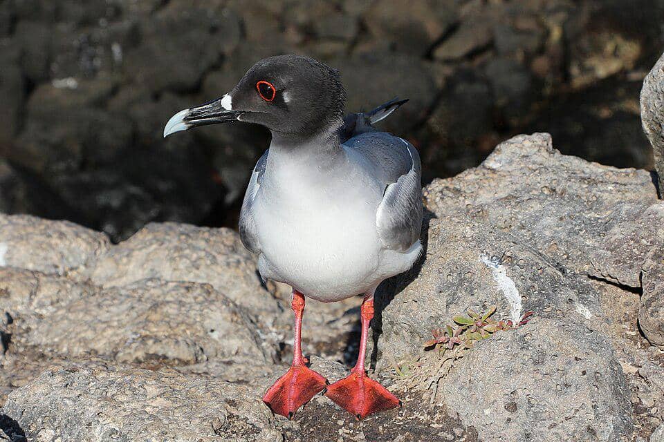 Swallow-tailed gull burung endemik Kepulauan Galapagos