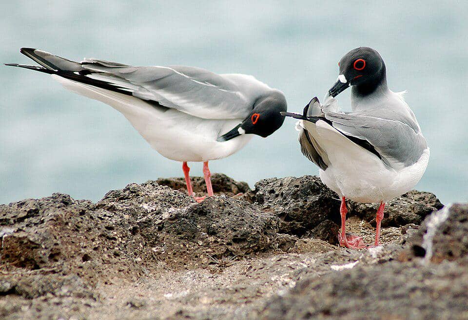 Swallow-tailed gull punya tampilan mata unik 