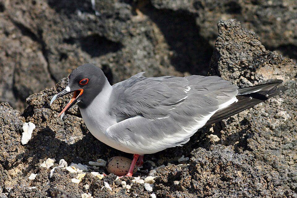Swallow-tailed gull yang menjaga telurnya