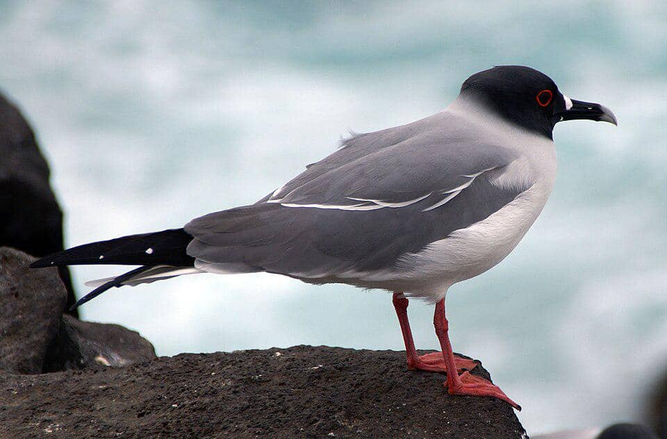 Swallow-tailed gull