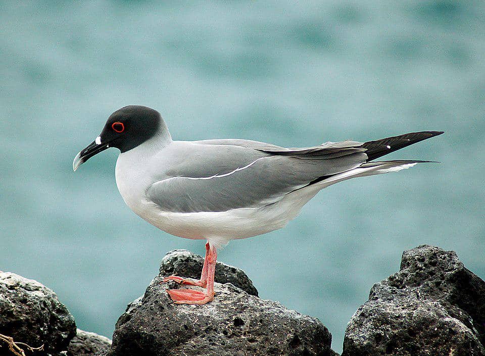 Tampilan swallow-tailed gull