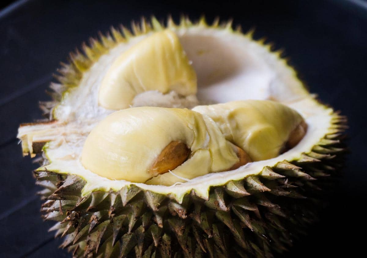 ilustrasi durian