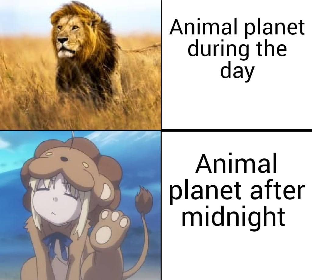 meme anime tentang singa