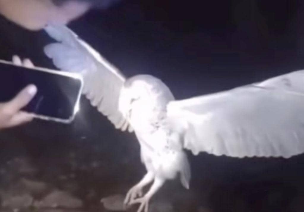 Warga Belu, NTT, tembak mati burung hantu dalam rekaman video viral. (Instagram.com/NTT Update)