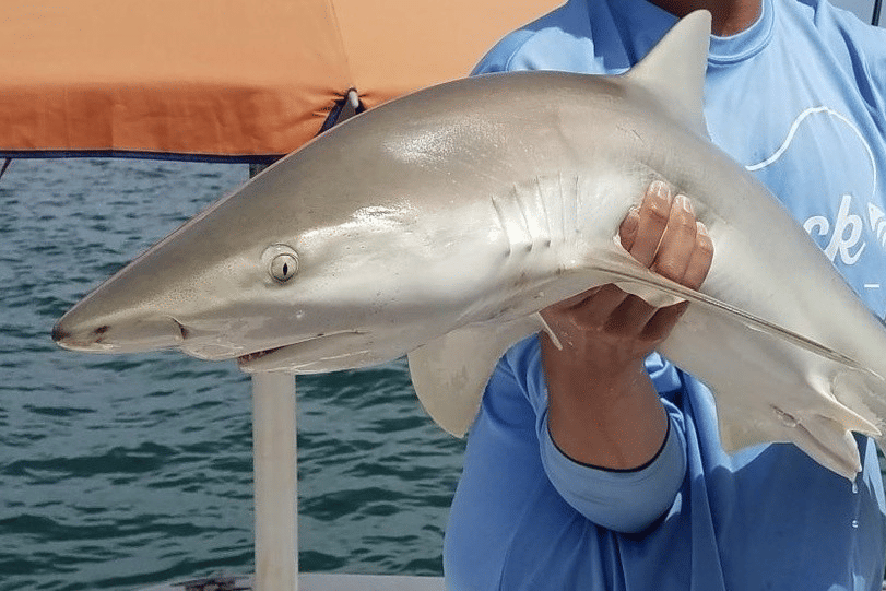 5 Fakta Unik Hiu Hidung Hitam, Game Fish yang Sering Dipancing