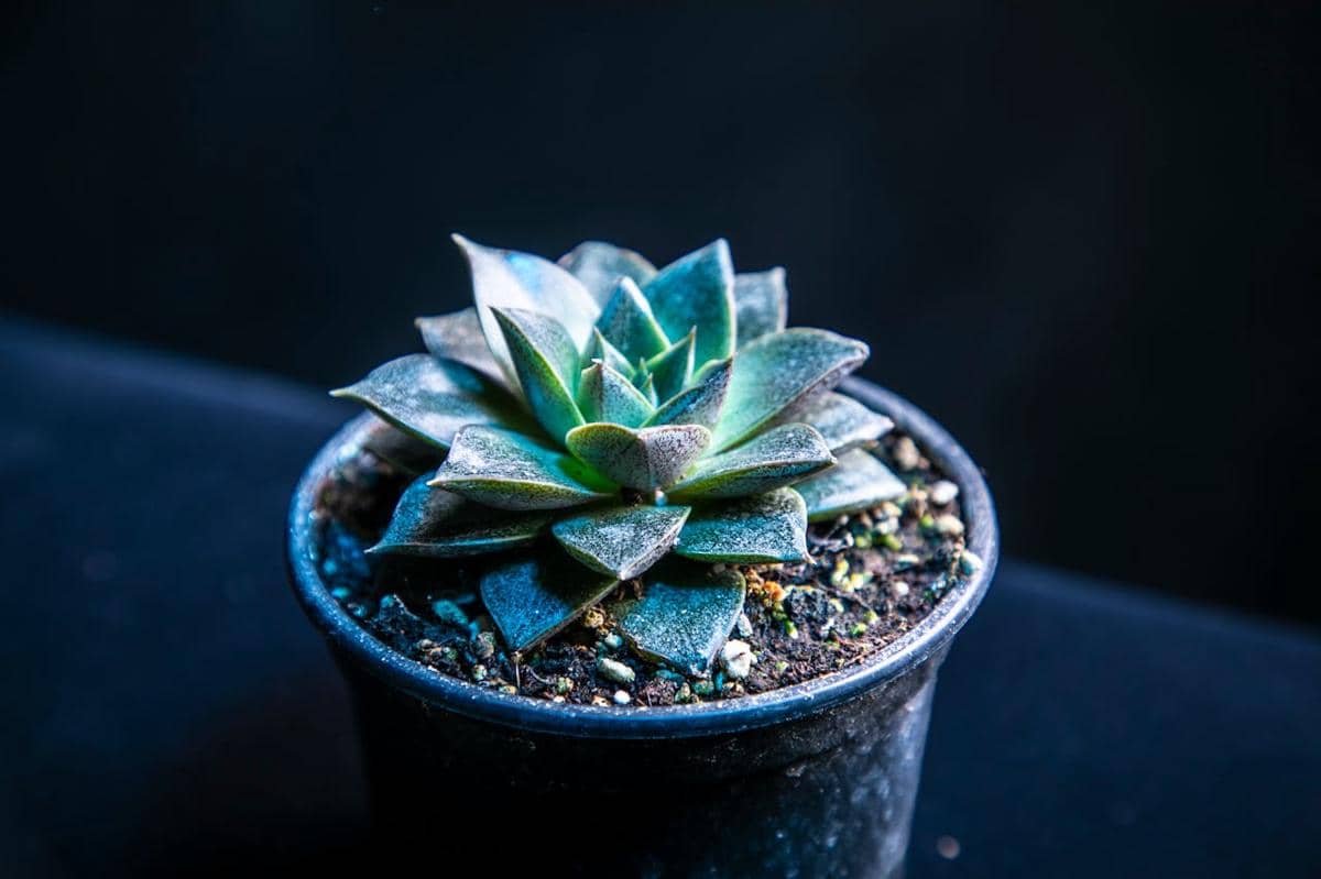 5 Tanaman Hias Estetik yang Cocok Mempercantik Meja Makan saat Lebaran