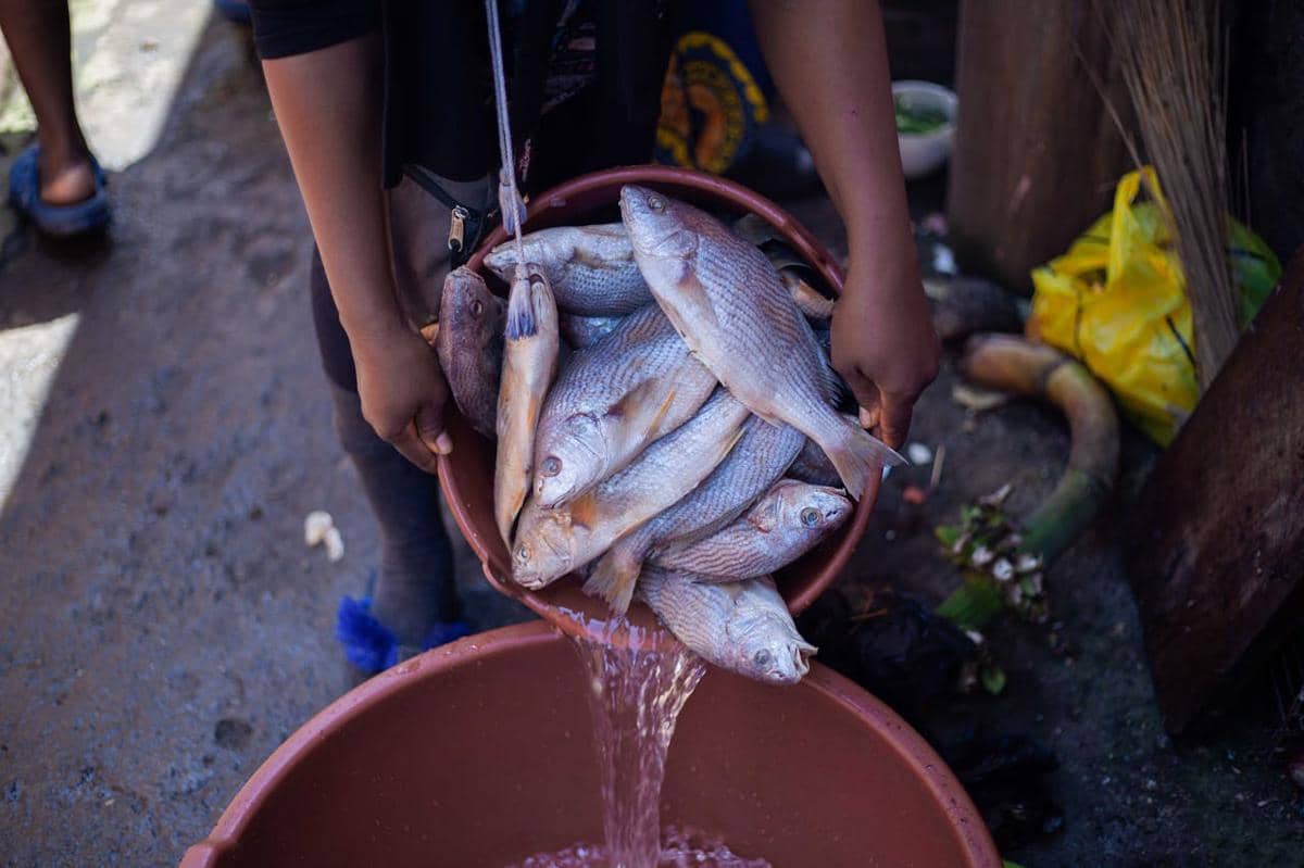 ilustrasi membersihkan ikan
