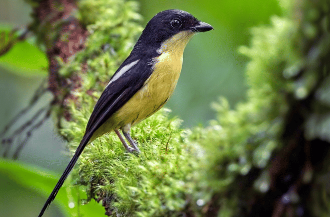 burung newton's fiscal