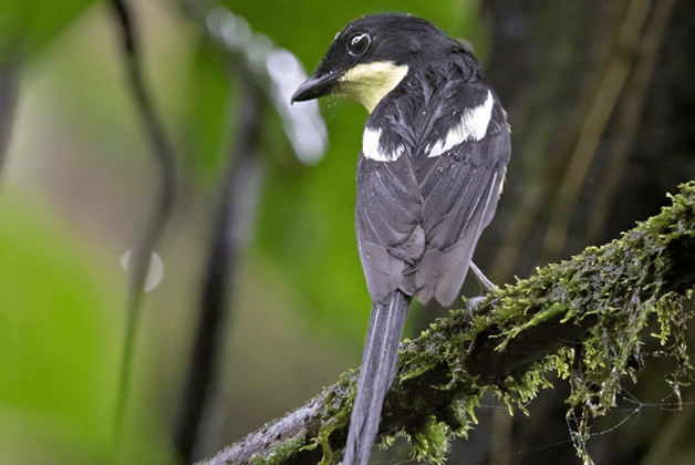 burung newton's fiscal