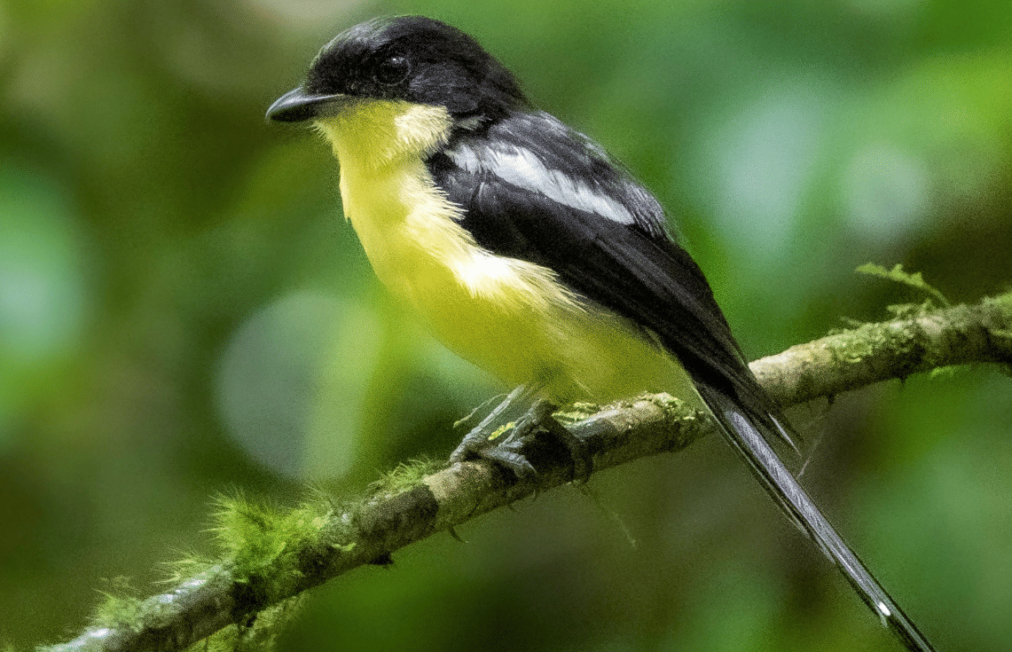 burung newton's fiscal 