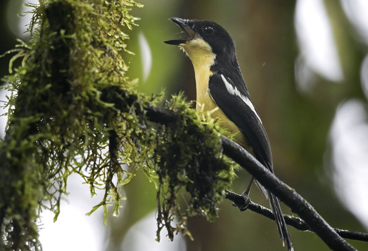 burung newton's fiscal