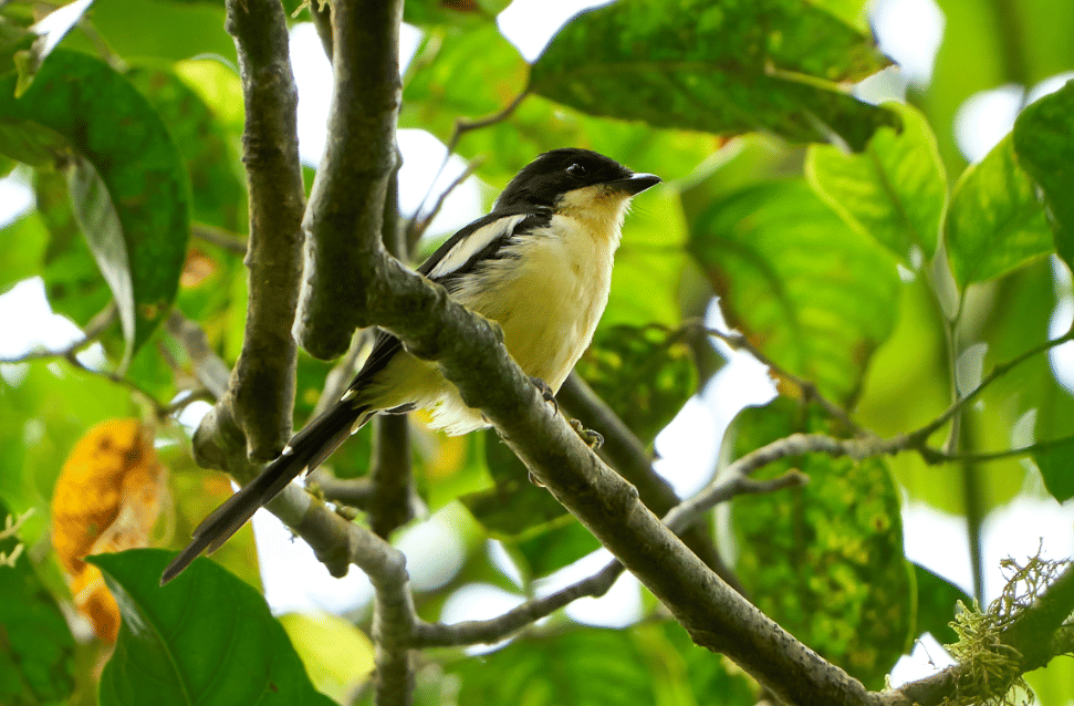 burung newton's fiscal 