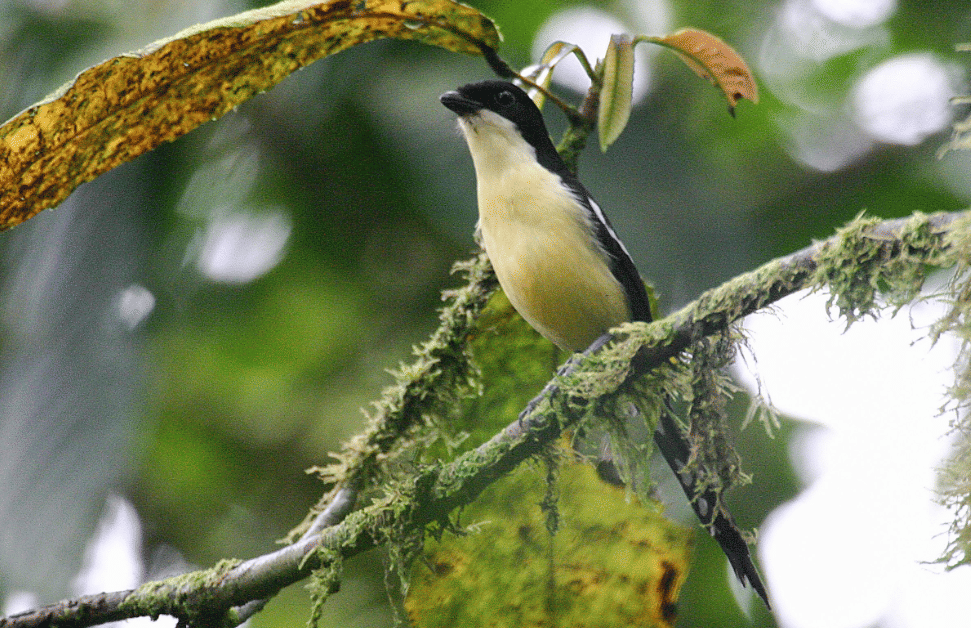 burung newton's fiscal 