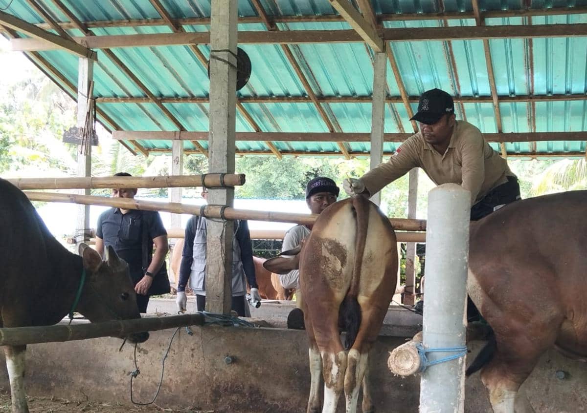 Ratusan Sapi di Jembrana Disuntik Vaksin LSD, Cegah Virus Meluas